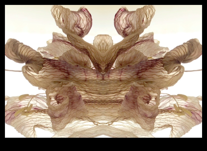 פתח את היצירתיות: הרם את הצילומים שלך עם אביזרים חובה