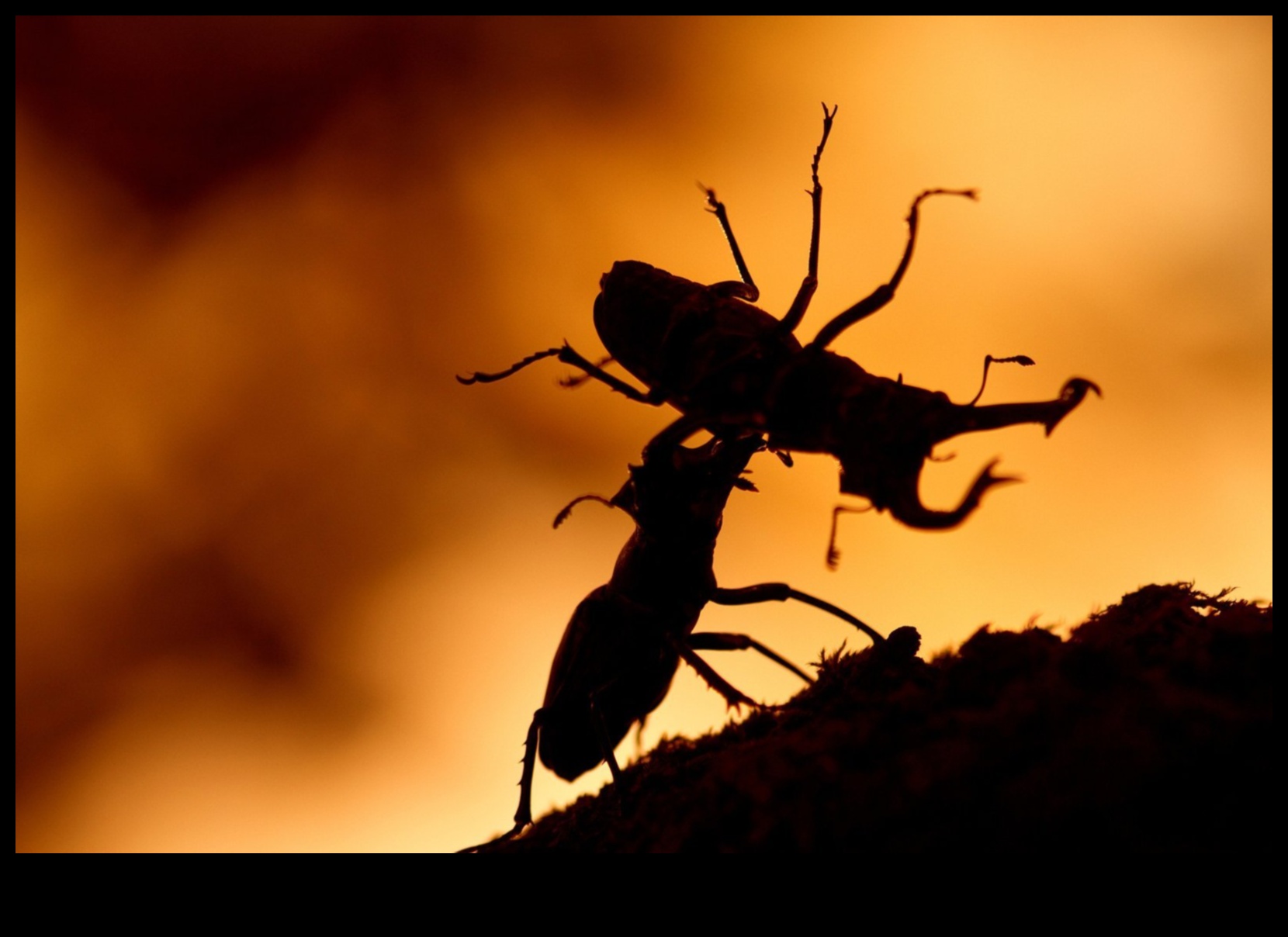 פרטים מורכבים נחשפו: שליטה באמנות צילום המאקרו