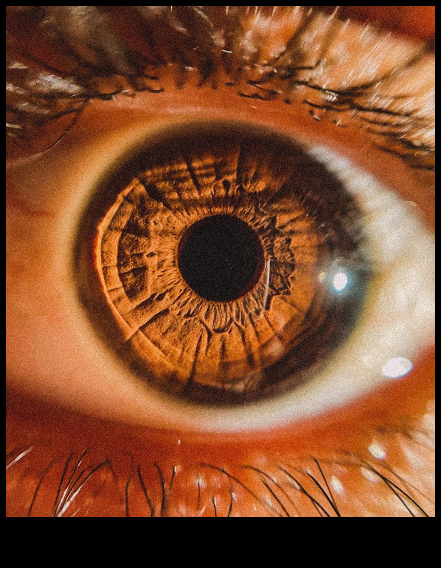 פרטים מורכבים נחשפו: שליטה באמנות צילום המאקרו