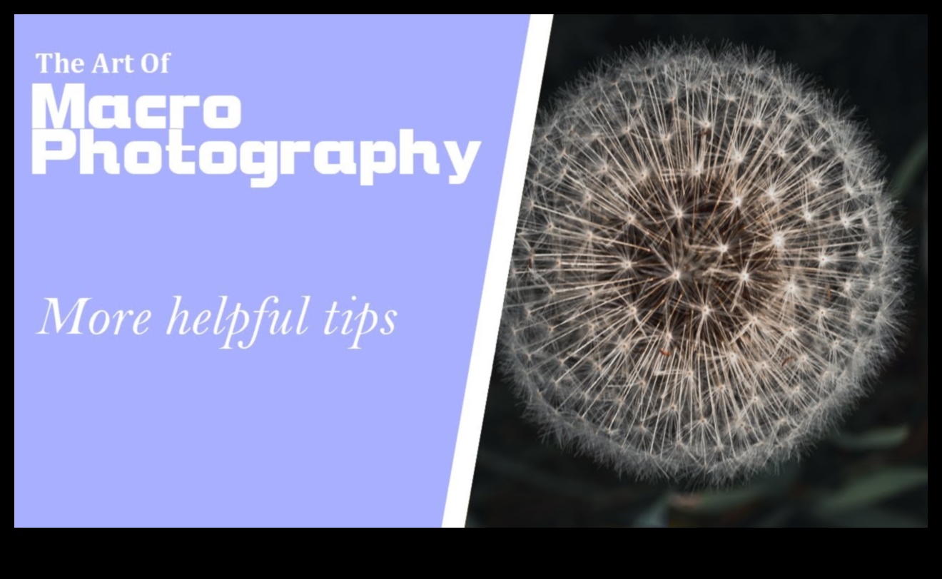 פרטים מורכבים נחשפו: שליטה באמנות צילום המאקרו