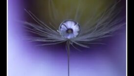 פרטים מורכבים נחשפו: שליטה באמנות צילום המאקרו