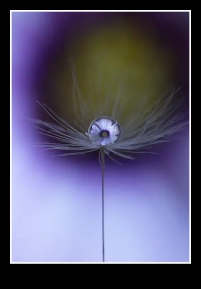 פרטים מורכבים נחשפו: שליטה באמנות צילום המאקרו